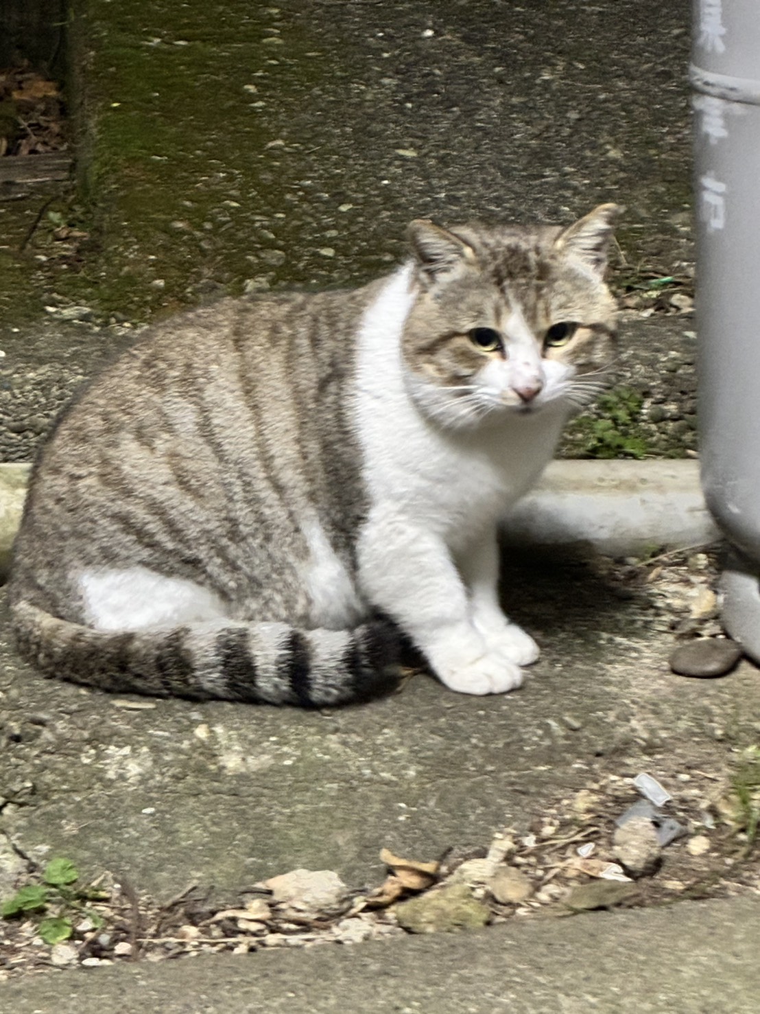 野良猫の写真
